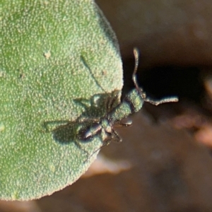 Rhytidoponera metallica at Russell, ACT - 19 Aug 2024 01:22 PM