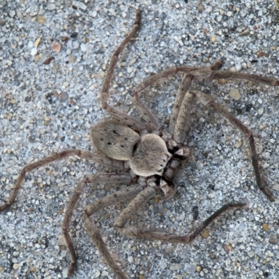 Isopeda canberrana (Canberra Huntsman Spider) at Russell, ACT - 19 Aug 2024 by Hejor1