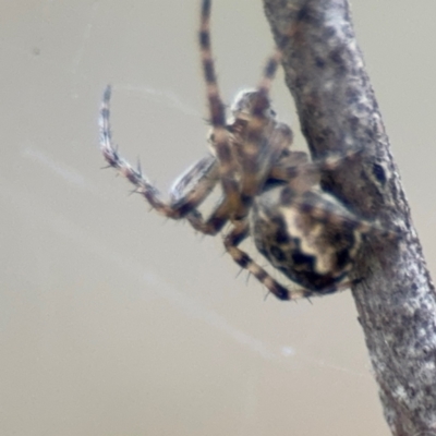 Araneus hamiltoni at Russell, ACT - 19 Aug 2024 by Hejor1