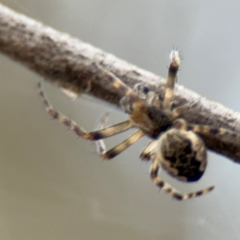 Araneus hamiltoni at Russell, ACT - 19 Aug 2024 by Hejor1