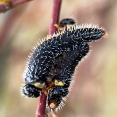 Perga sp. (genus) (Sawfly or Spitfire) at Russell, ACT - 19 Aug 2024 by Hejor1