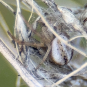 Australomisidia sp. (genus) at Russell, ACT - 19 Aug 2024