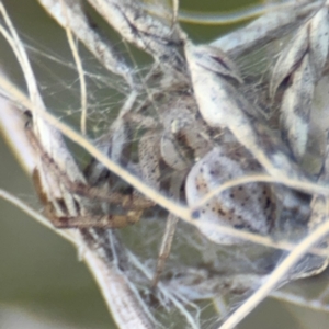 Australomisidia sp. (genus) at Russell, ACT - 19 Aug 2024