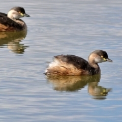 Tachybaptus novaehollandiae (Australasian Grebe) at Yarralumla, ACT - 19 Aug 2024 by MichaelWenke