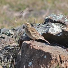 Anthus australis (Australian Pipit) at Yarralumla, ACT - 19 Aug 2024 by MichaelWenke