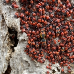 Dindymus versicolor at Watson, ACT - 19 Aug 2024