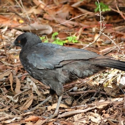 Corcorax melanorhamphos (White-winged Chough) at Yarralumla, ACT - 19 Aug 2024 by MichaelWenke