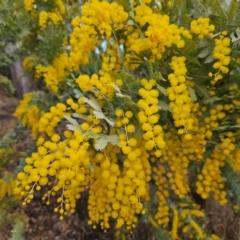 Acacia baileyana (Cootamundra Wattle, Golden Mimosa) at Farrer, ACT - 19 Aug 2024 by MatthewFrawley