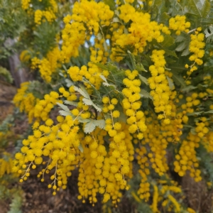 Acacia baileyana at Farrer, ACT - 19 Aug 2024 02:56 PM