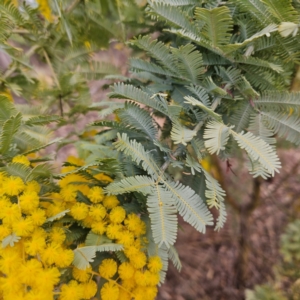 Acacia baileyana at Farrer, ACT - 19 Aug 2024