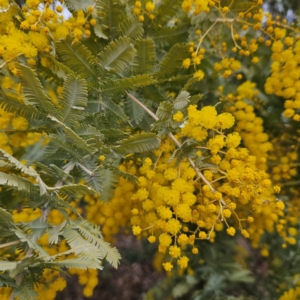 Acacia baileyana at Farrer, ACT - 19 Aug 2024 02:56 PM