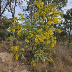 Acacia baileyana at Farrer, ACT - 19 Aug 2024