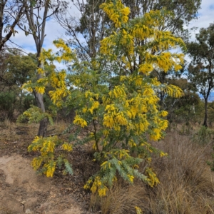 Acacia baileyana at Farrer, ACT - 19 Aug 2024 02:56 PM