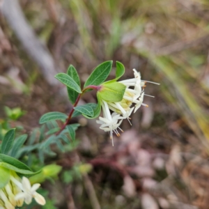 Pimelea linifolia subsp. linifolia at Farrer, ACT - 19 Aug 2024