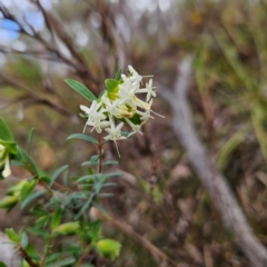 Pimelea linifolia subsp. linifolia at Farrer, ACT - 19 Aug 2024