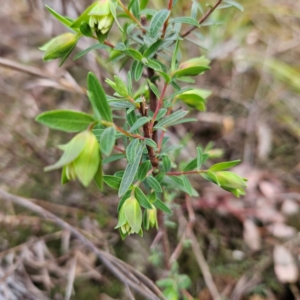 Pimelea linifolia subsp. linifolia at Farrer, ACT - 19 Aug 2024