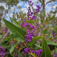 Hardenbergia violacea (False Sarsaparilla) at Farrer, ACT - 19 Aug 2024 by MatthewFrawley