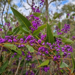 Hardenbergia violacea at Farrer, ACT - 19 Aug 2024 03:03 PM