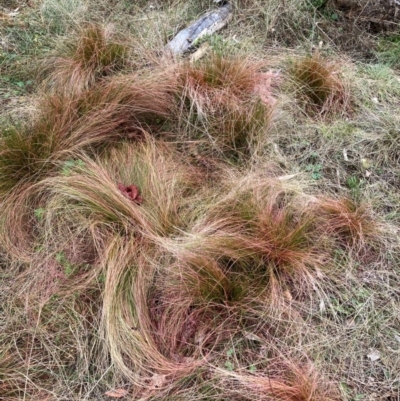 Nassella trichotoma (Serrated Tussock) at Watson, ACT - 19 Aug 2024 by waltraud