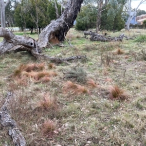 Nassella trichotoma at Watson, ACT - 19 Aug 2024