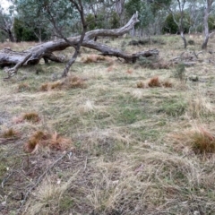 Nassella trichotoma at Watson, ACT - 19 Aug 2024