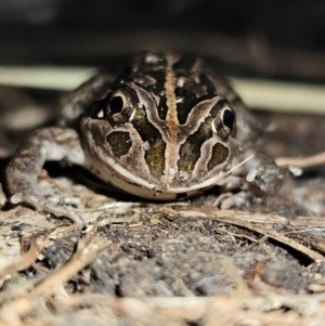 Limnodynastes tasmaniensis at Braidwood, NSW - 19 Aug 2024