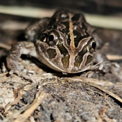 Limnodynastes tasmaniensis at Braidwood, NSW - 19 Aug 2024