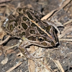 Limnodynastes tasmaniensis at Braidwood, NSW - 19 Aug 2024 05:09 PM