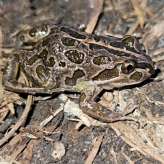 Limnodynastes tasmaniensis at Braidwood, NSW - 19 Aug 2024 05:09 PM