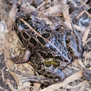 Limnodynastes tasmaniensis at Braidwood, NSW - 19 Aug 2024 05:09 PM