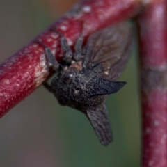 Ceraon vitta (Treehopper) at Russell, ACT - 19 Aug 2024 by Hejor1