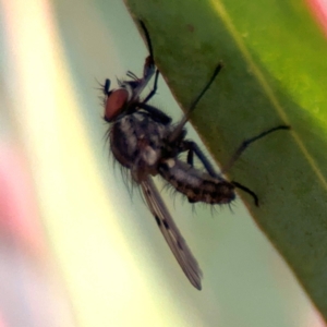 Anthomyia punctipennis at Russell, ACT - 19 Aug 2024