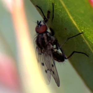 Anthomyia punctipennis at Russell, ACT - 19 Aug 2024