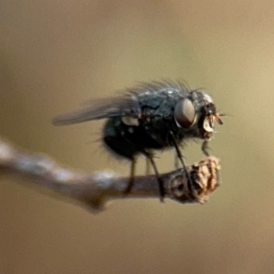 Diptera (order) (Fly - Unidentified) at Barton, ACT - 19 Aug 2024 by Hejor1