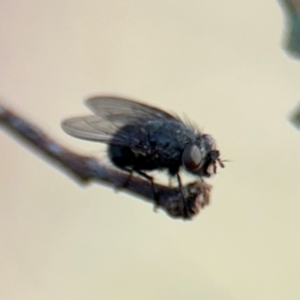 Diptera (order) at Barton, ACT - 19 Aug 2024 04:03 PM