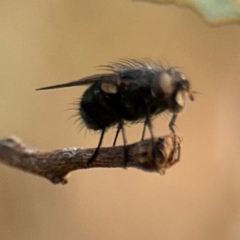 Diptera (order) at Barton, ACT - 19 Aug 2024 04:03 PM