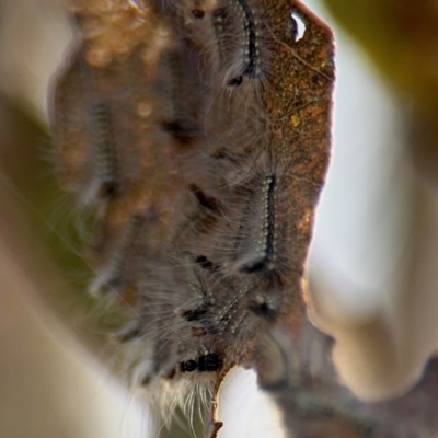 Uraba lugens (Gumleaf Skeletonizer) at Barton, ACT - 19 Aug 2024 by Hejor1