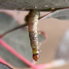 Lepidoptera unclassified IMMATURE (caterpillar or pupa or cocoon) at Barton, ACT - 19 Aug 2024 by Hejor1