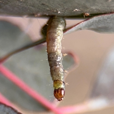 Lepidoptera unclassified IMMATURE (caterpillar or pupa or cocoon) at Barton, ACT - 19 Aug 2024 by Hejor1