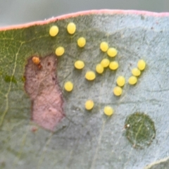 Eucalyptus insect gall at Barton, ACT - 19 Aug 2024 by Hejor1