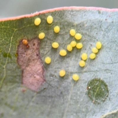 Eucalyptus insect gall at Barton, ACT - 19 Aug 2024 by Hejor1