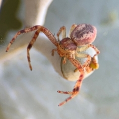 Australomisidia sp. (genus) (Flower spider) at Barton, ACT - 19 Aug 2024 by Hejor1