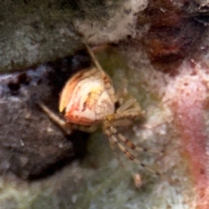 Theridion pyramidale at Russell, ACT - 19 Aug 2024 04:34 PM