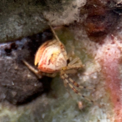 Theridion pyramidale (Tangle-web spider) at Russell, ACT - 19 Aug 2024 by Hejor1