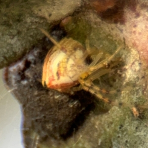 Theridion pyramidale at Russell, ACT - 19 Aug 2024 04:34 PM