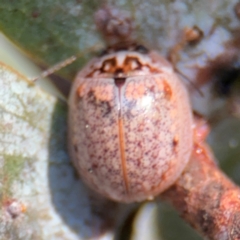 Paropsisterna m-fuscum (Eucalyptus Leaf Beetle) at Russell, ACT - 19 Aug 2024 by Hejor1