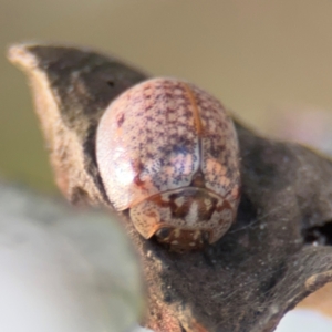 Paropsisterna m-fuscum at Russell, ACT - 19 Aug 2024 04:34 PM