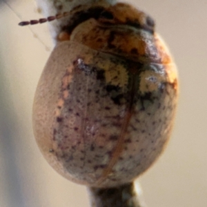 Paropsisterna m-fuscum at Russell, ACT - 19 Aug 2024 04:34 PM