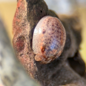 Paropsisterna m-fuscum at Russell, ACT - 19 Aug 2024 04:34 PM