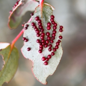 Eucalyptus insect gall at Russell, ACT - 19 Aug 2024 04:39 PM